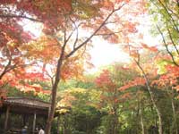瑞宝寺公園の紅葉・写真