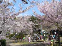 岡本南公園の桜・写真
