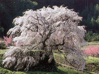 本郷の滝桜（又兵衛桜）・写真