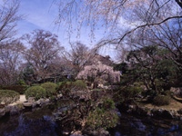 竹林院の桜・写真
