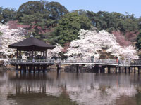 奈良公園の桜・写真