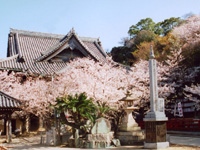 紀三井寺のサクラ・写真