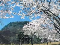 船上山万本桜公園の桜・写真