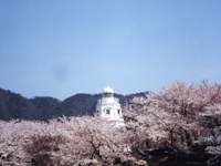 台場公園の桜・写真