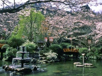 打吹公園の桜・写真