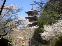 清水寺の桜・写真