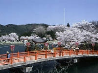 上野公園の桜・写真