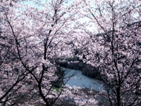 今富ダム公園の桜・写真