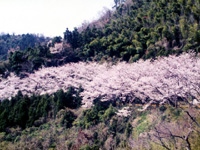 五条の千本桜・写真