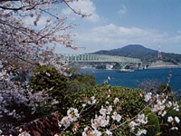 瀬戸公園の桜・写真