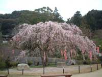 般若寺山の桜・写真
