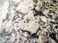 シルリア紀紅石灰岩・写真