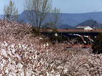 滝宮公園の桜・写真