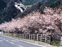 桜三里のサクラ・写真