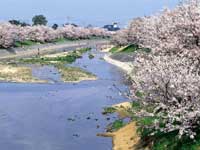 頓田川河川敷の桜・写真