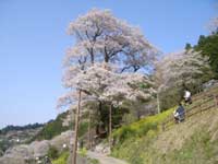 ひょうたん桜公園・写真