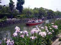 椛島菖蒲園・写真