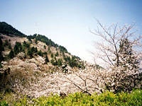 油山市民の森の桜・写真