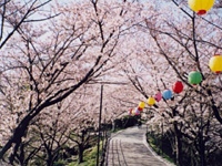 大将陣公園の桜・写真