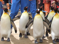 長崎ペンギン水族館・写真