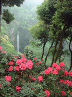 裏見の滝　自然花苑・写真