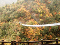 梅の木轟公園吊橋・写真