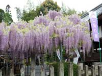 日吉神社のフジ・写真