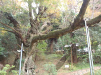 籾山神社・写真