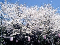 忠元公園の桜・写真