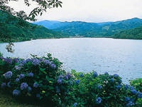 大隅湖右岸のアジサイ・写真