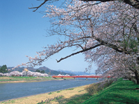 桧木内川堤のソメイヨシノ・写真