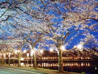鷹巣中央公園の桜・写真