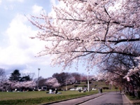 天童公園の桜・写真