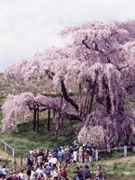 三春滝桜・写真