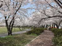 開成山公園の桜・写真