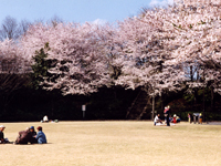 上三川城址公園の桜・写真