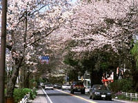 日光街道桜並木・写真