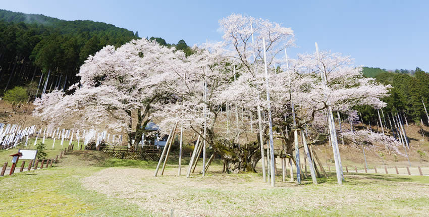 淡墨櫻(本巢市)
