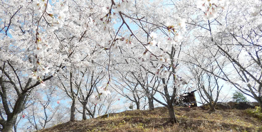 苗木櫻花公園(中津川市)