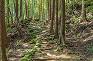 Kumano Kodo Ancient Pilgrimage Routes