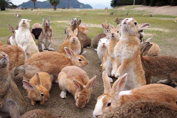 10 Hewan Luar Biasa Terdapat Jepang Okunoshima Pulau Kelinci Gambar