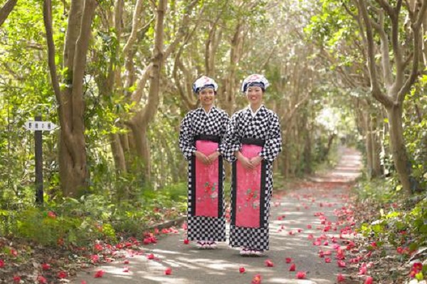 동백나무: 오시마 동백나무 축제