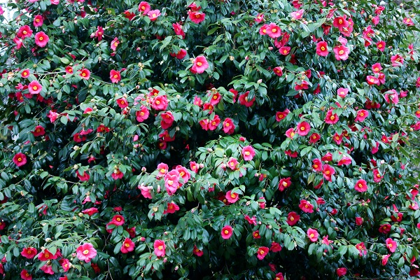 Camellia: Festival Camellia Oshima