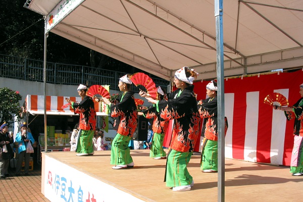 동백나무: 오시마 동백나무 축제