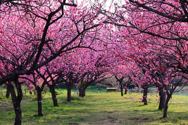 Breathtaking Blossoms: 6 splendid spring flower festivals