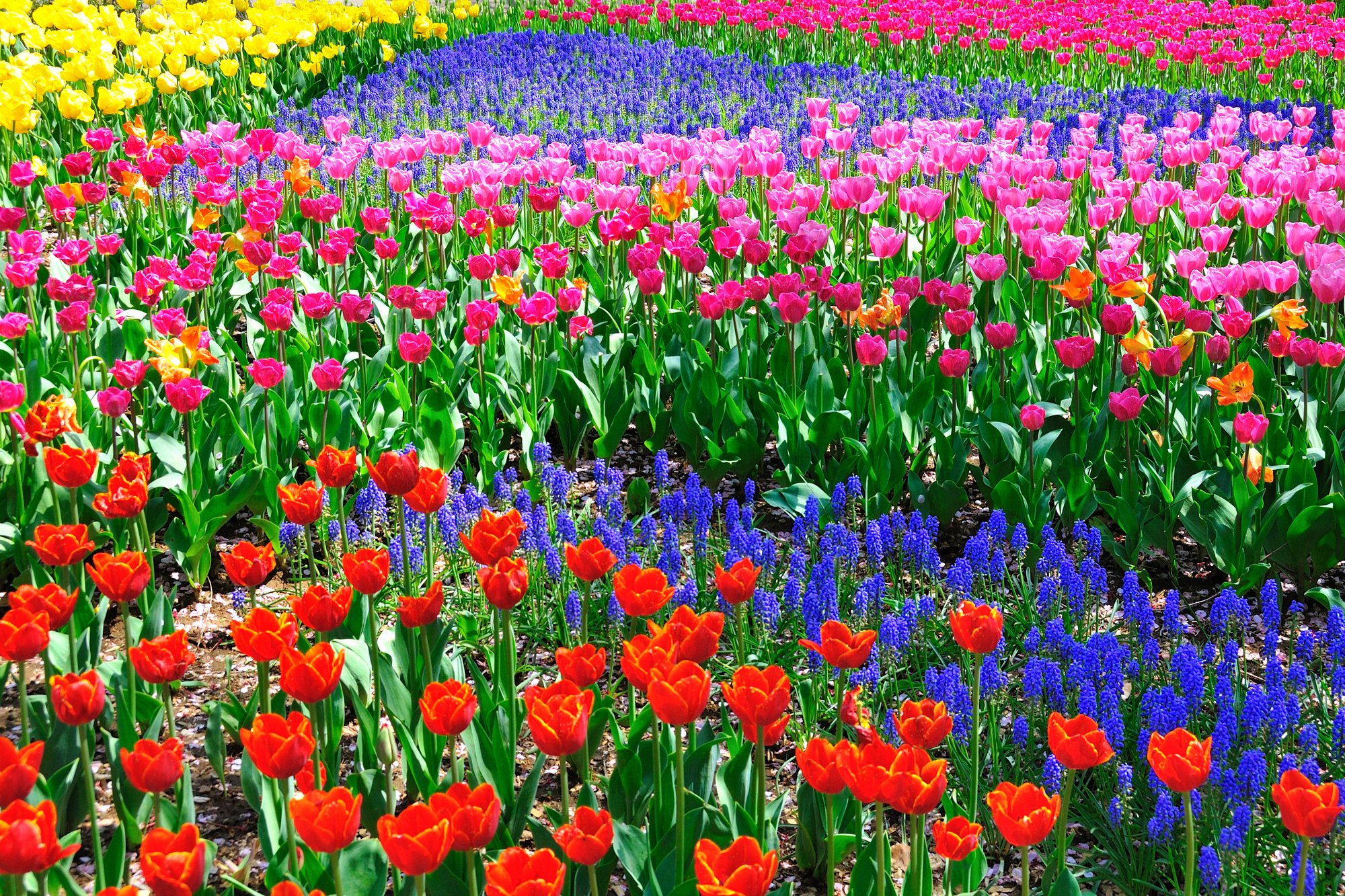 令人惊叹的绽放：6 场华丽的春季花卉庆典