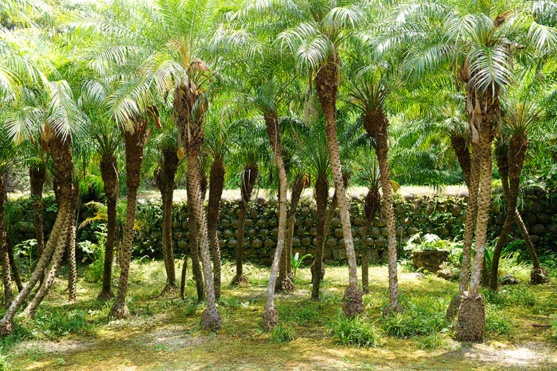 島じかんを肌で感じる 夏のショートトリップへ Finding Japan Me