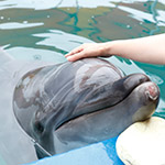 鳥羽湾めぐりとイルカ島