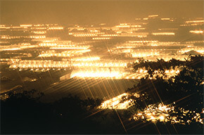 電照菊夜景