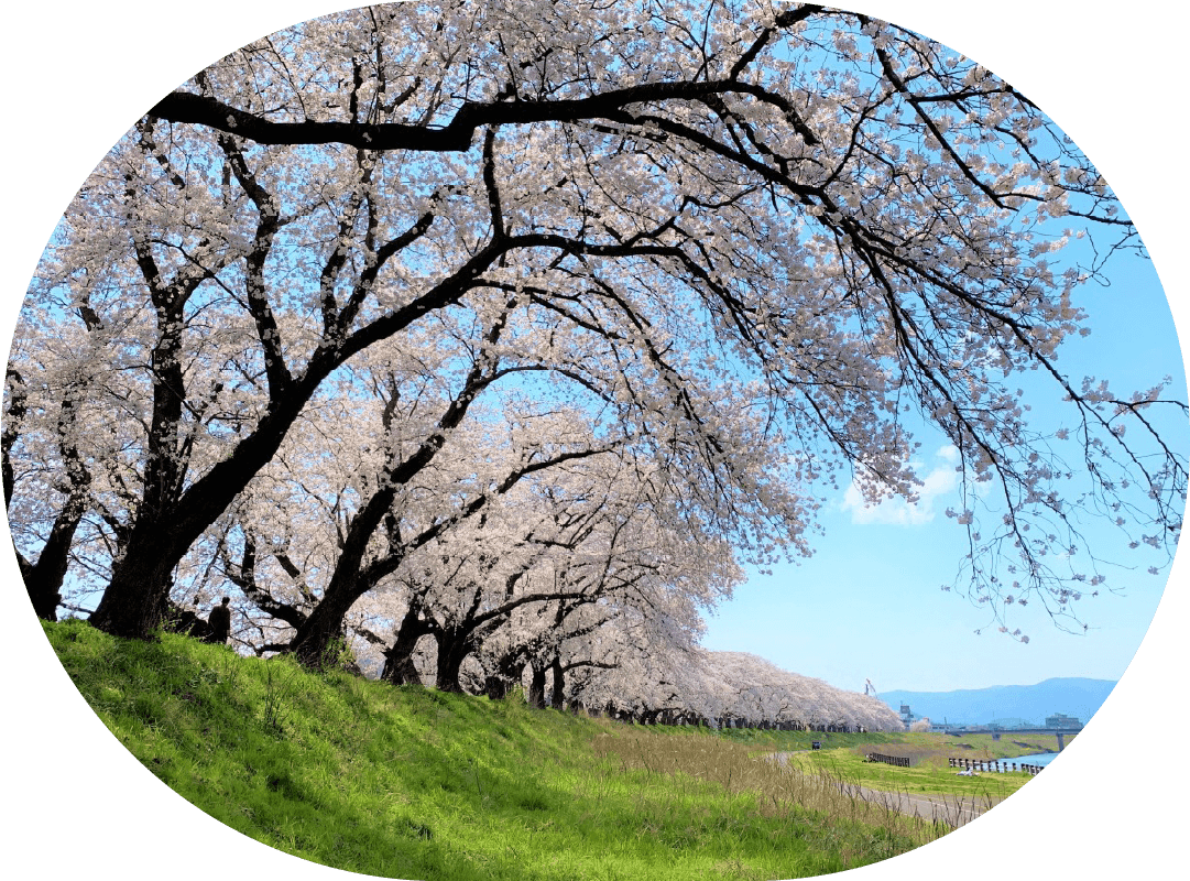 足羽川桜並木